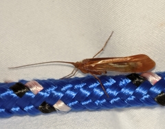 Limnephilus flavastellus