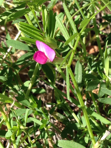 Common Vetch from Mindego Lake Rd, La Honda, CA, US on May 10, 2014 at ...