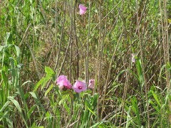 Hibiscus striatus lambertianus