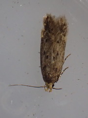 Bryotropha senectella