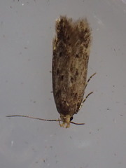 Bryotropha senectella