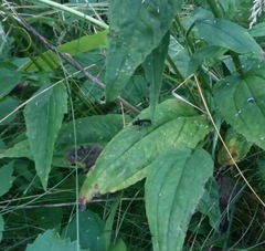 Gnamptopelta obsidianator