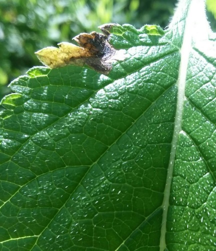 Calycomyza verbenae photo 2
