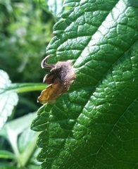 Calycomyza verbenae