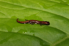 Parvimolge townsendi