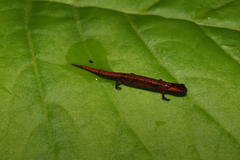 Parvimolge townsendi