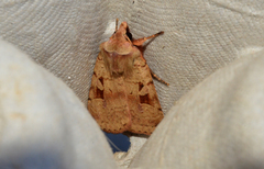 Diarsia esurialis