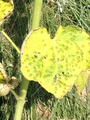 Puccinia malvacearum image