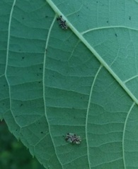 Corythucha juglandis