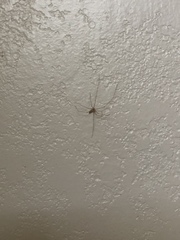 Pholcus phalangioides