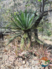 Dioon planifolium