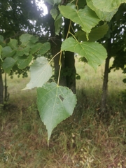 Tilia cordata