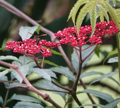 Delta pyriforme circinale