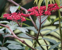 Delta pyriforme circinale