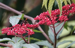 Delta pyriforme circinale