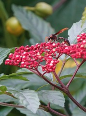 Delta pyriforme circinale