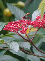 Delta pyriforme circinale