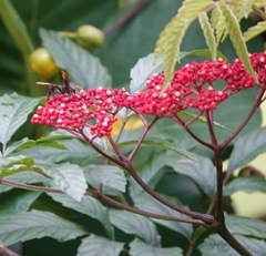 Delta pyriforme circinale