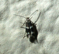 Elachista illectella