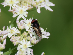 Chrysogaster cemiteriorum