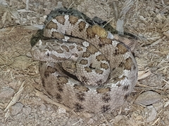 Crotalus enyo enyo