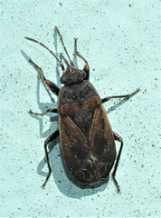 Trapezonotus