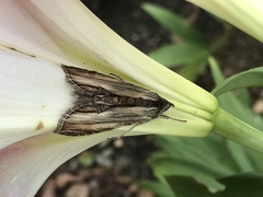 Cucullia convexipennis