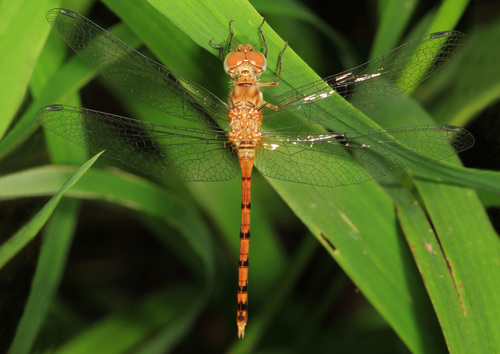 Blue-faced Meadowhawk