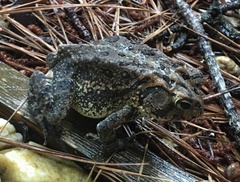 Anaxyrus terrestris