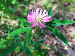 Trifolium medium
