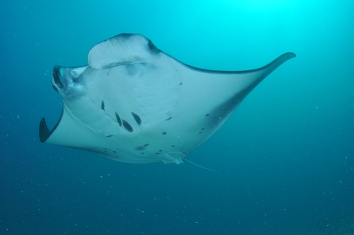 Oceanic Manta Ray, photo 9 of 9