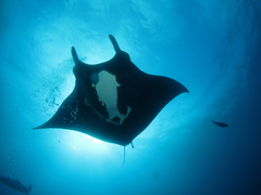 Giant Manta Ray photo 6
