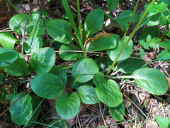 Pyrola minor