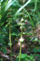 Pyrola minor
