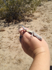Callisaurus draconoides rhodostictus