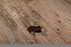 Eleutherodactylus pallidus