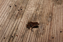 Eleutherodactylus pallidus