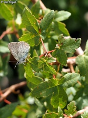 Satyrium myrtale