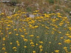 Achillea falcata