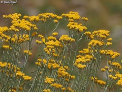 Achillea falcata
