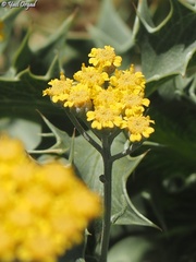 Achillea falcata
