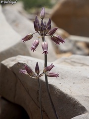 Allium feinbergii