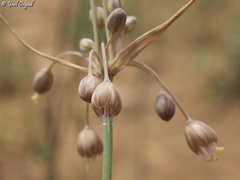 Allium hermoneum