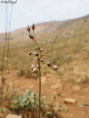 Allium hermoneum