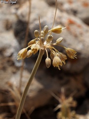 Allium pseudostamineum