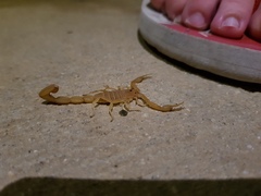Centruroides testaceus