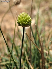 Allium sannineum
