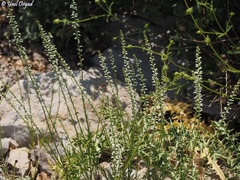 Anarrhinum forskaohlii