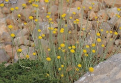 Anthemis pauciloba