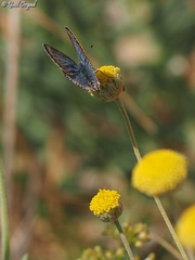 Polyommatus juno